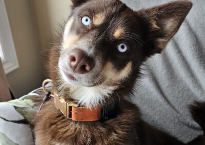 Dog Photography By Jeff Ellis