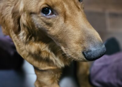 Dog Photography By Jeff Ellis