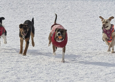 Dog Photography By Jeff Ellis