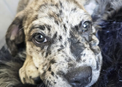 Dog Photography By Jeff Ellis