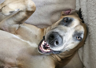 Dog Photography By Jeff Ellis