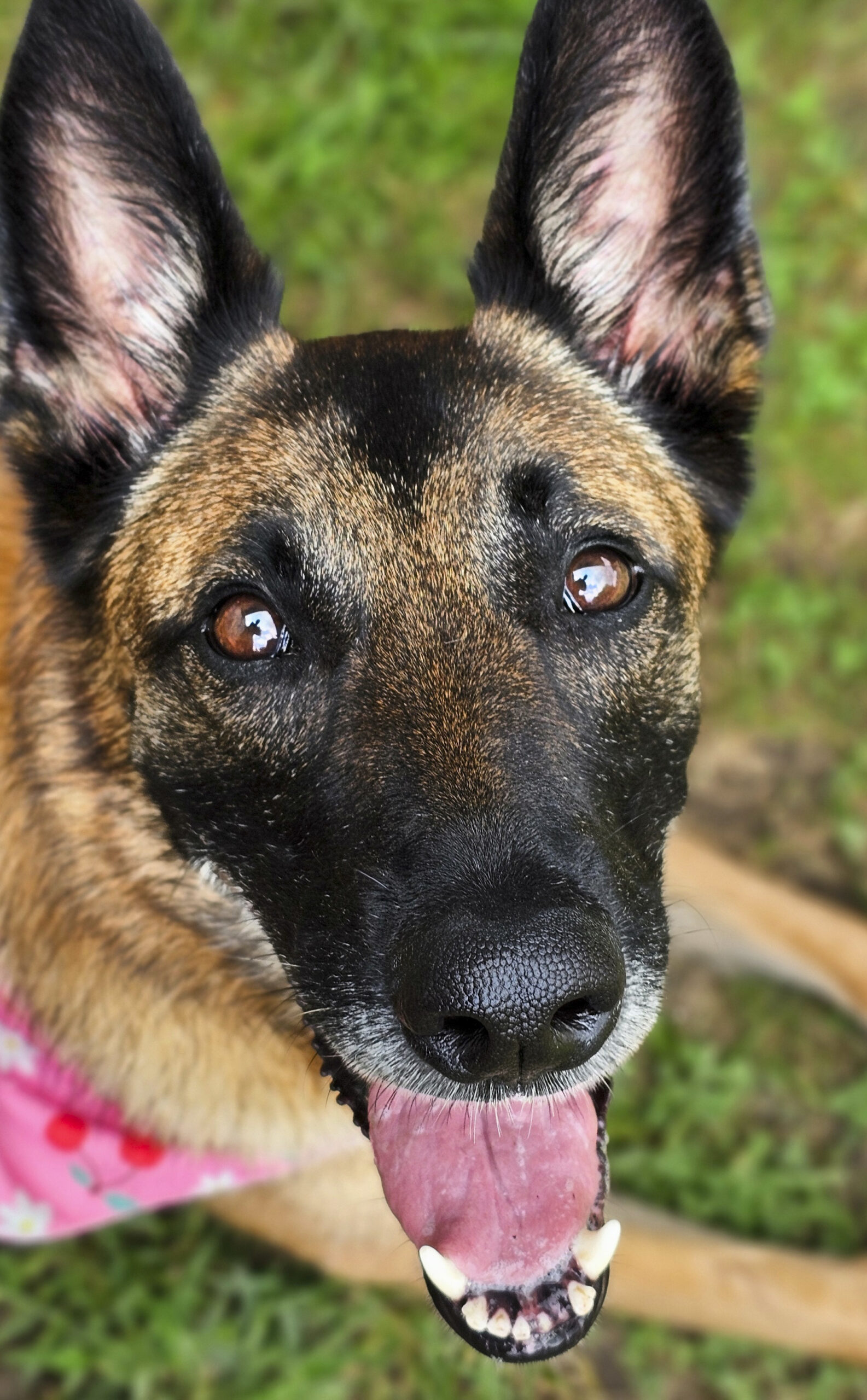 Dog Photography By Jeff Ellis