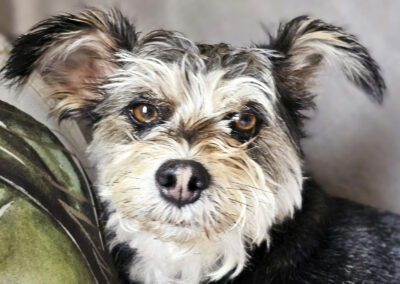 Dog Photography By Jeff Ellis
