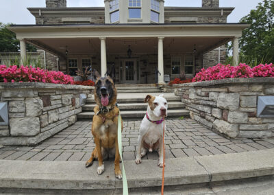 Dog Photography By Jeff Ellis