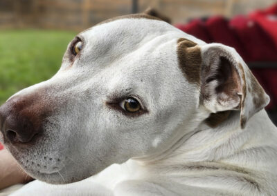 Dog Photography By Jeff Ellis