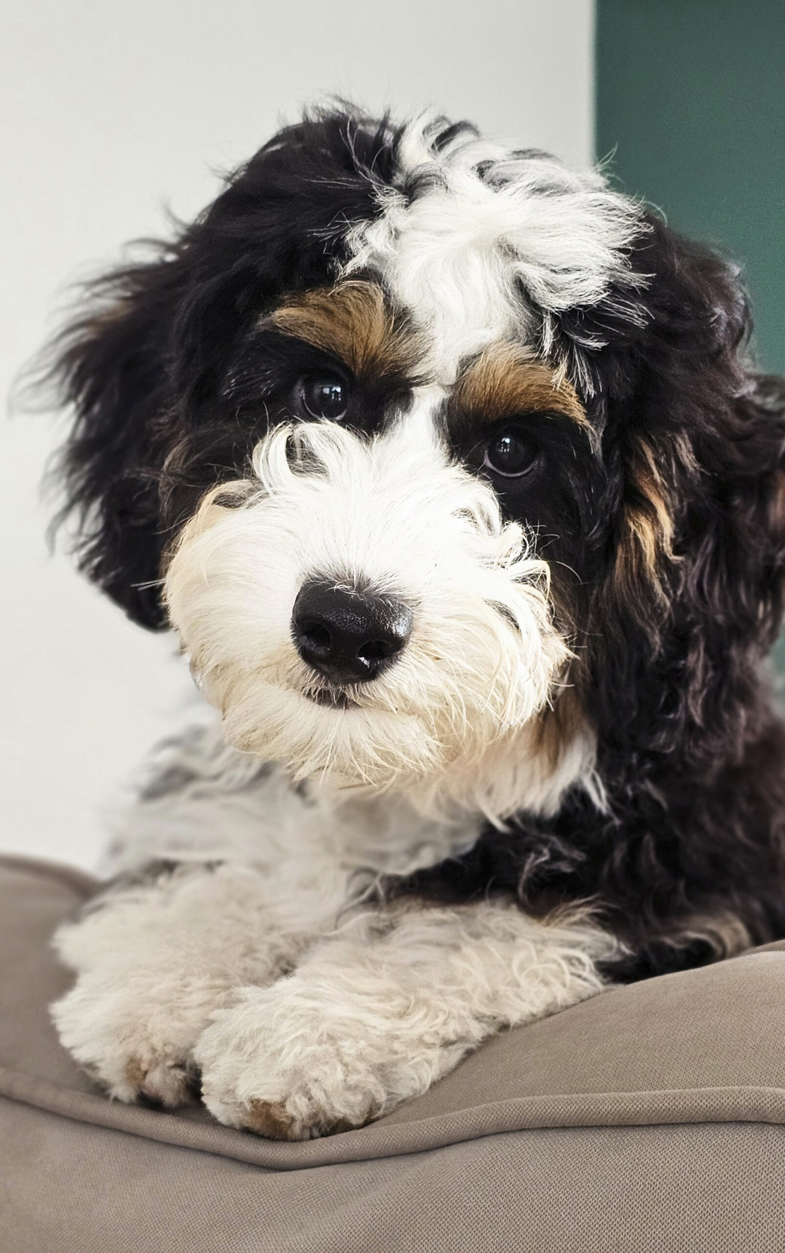 Dog Photography By Jeff Ellis