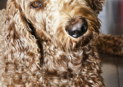 Dog Photography By Jeff Ellis