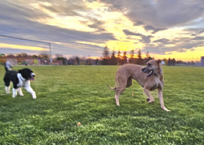 Dog Photography By Jeff Ellis
