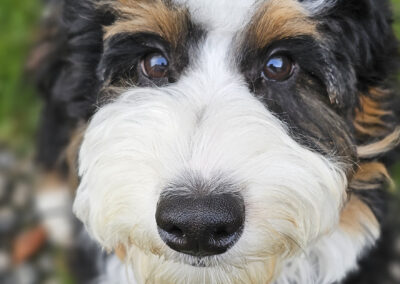 Dog Photography By Jeff Ellis