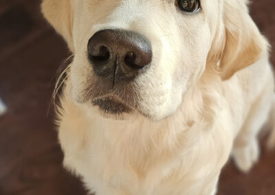 Dog Photography By Jeff Ellis