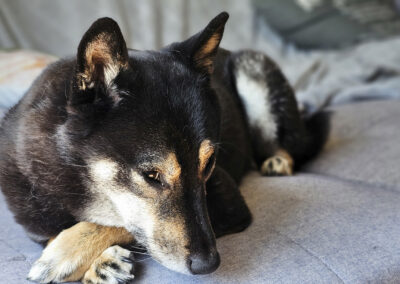 Dog Photography By Jeff Ellis