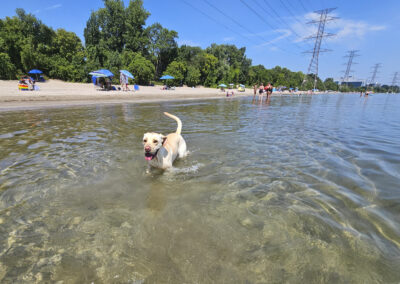 Dog Photography By Jeff Ellis