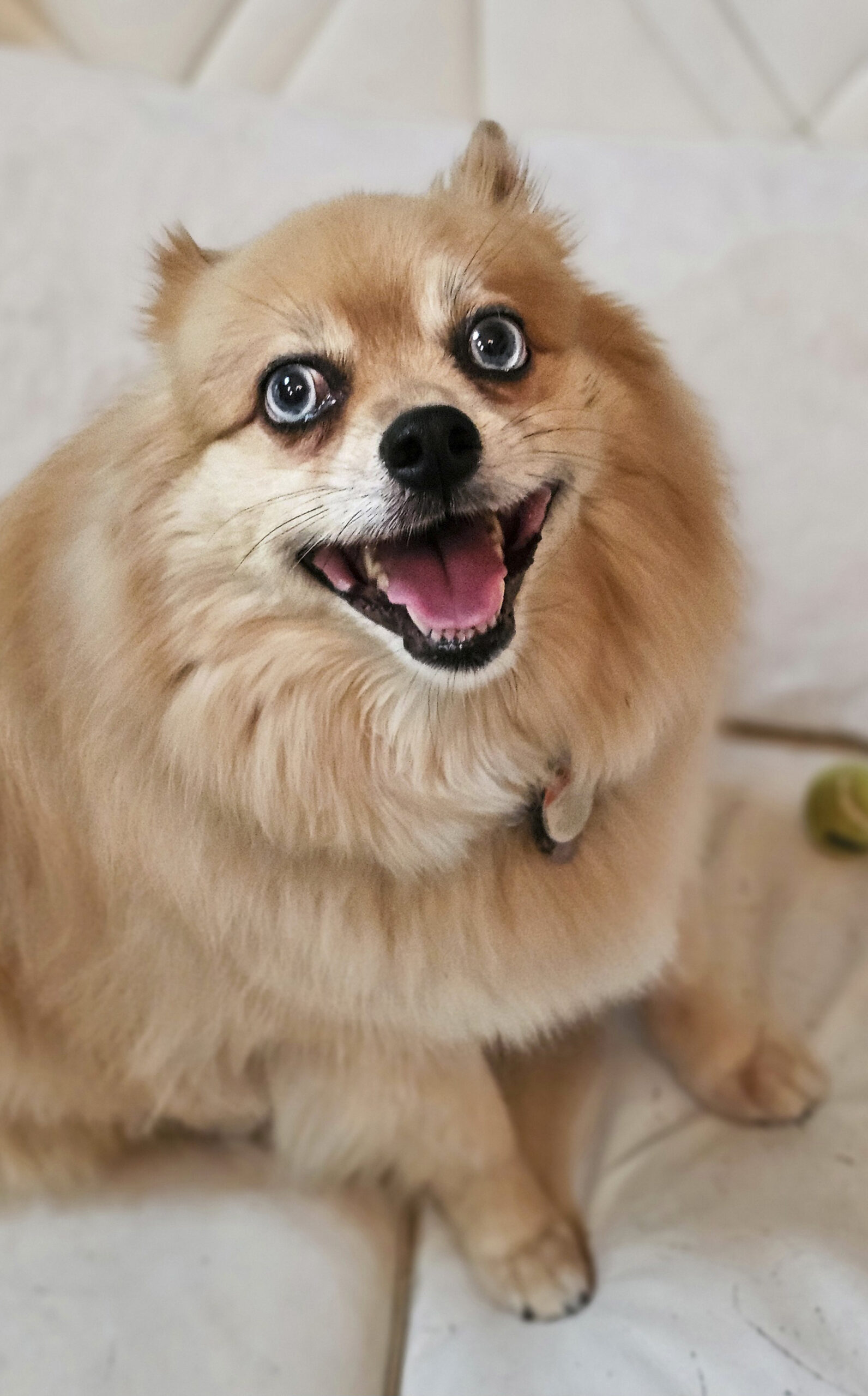 Dog Photography By Jeff Ellis
