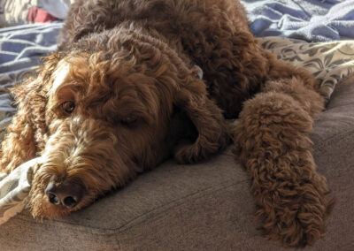Dog Photography By Jeff Ellis
