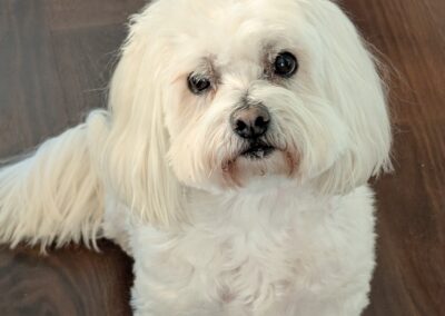Dog Photography By Jeff Ellis