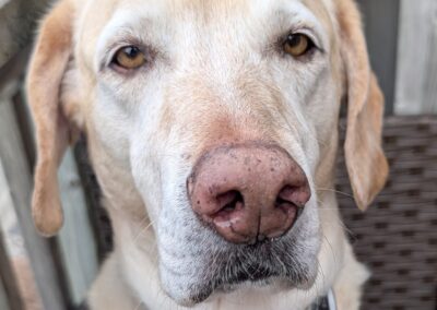 Dog Photography By Jeff Ellis